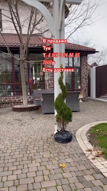 В продаже туи выстриженные в топиарные формы #туяспир? смотреть онлайн