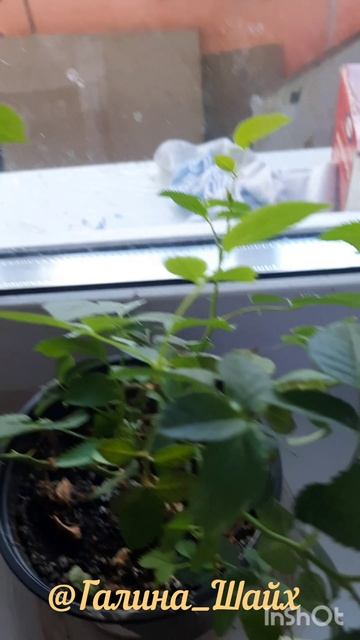 Моя красота и мой тг канал Https://t.me/Galina_Shaih74 #рассада #чел