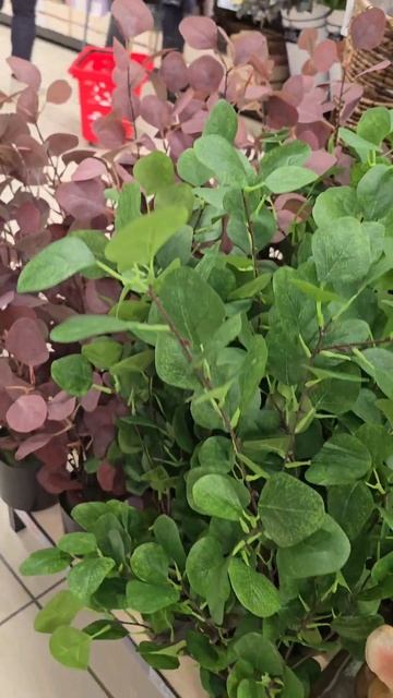 🌺🌺🌺 Что там за трава‼️🌺🌺🌺 #красивыецветы #цвет? смотреть онлайн