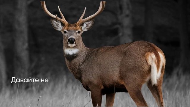 4 октября — Всемирный день защиты животных 🐾
