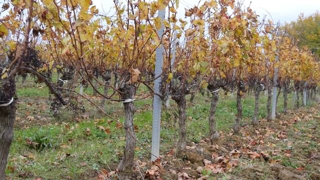 Урожай 2022. Начало. Участок N°67