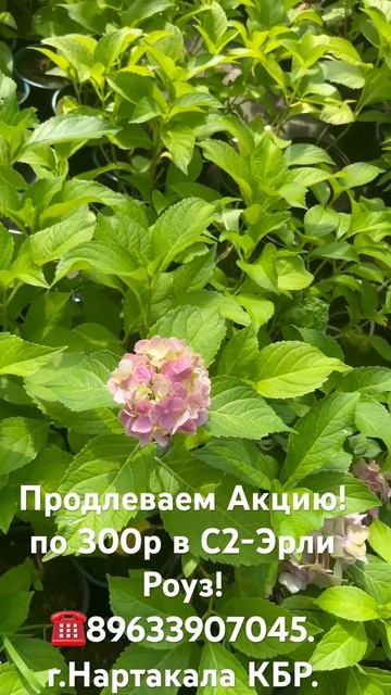 Продлеваем Акцию!