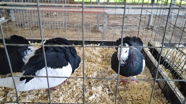 11.05.2025г Короткий обзор Ярморки. смотреть онлайн