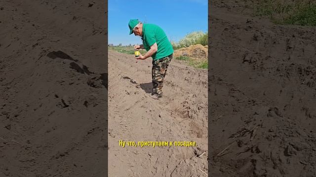 Зачем опытным огородникам кол при посадке картофеля? Чтобы выросло много крупных клубней! смотреть онлайн