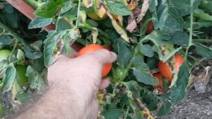 Сортовые томаты "Факел","Турмалин". Август 2024 года.