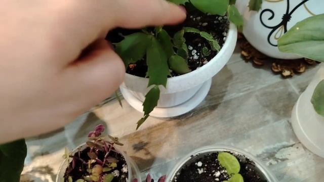 /Цветочные будни/Распаковка посылки с хойями/Пересадк