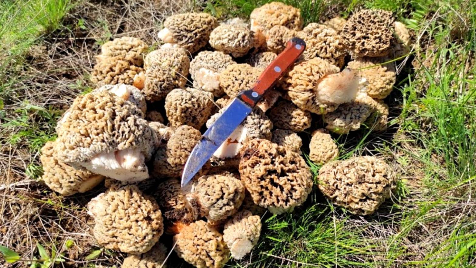 НАШЁЛ ПОЛЯНУ ГРИБОВ! СТЕПНЫЕ СМОРЧКИ В МАЕ. СБОР ГРИБОВ 2025. смотреть онлайн