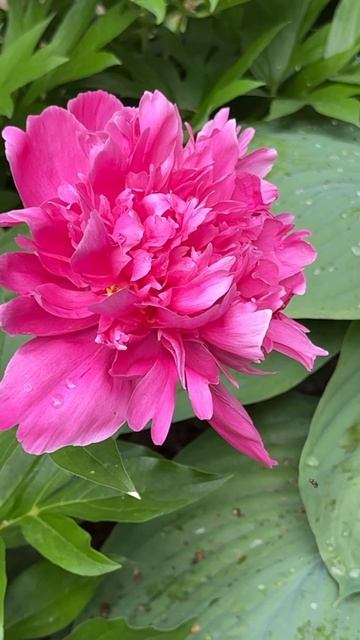 Розовые пионы | pink peony #garden #peony #shots смотреть онлайн