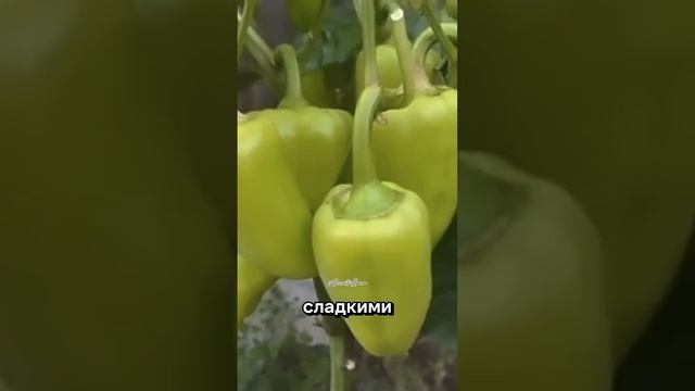 Пшено для перцев? Урожай удивит даже бывалых дачников! смотреть онлайн