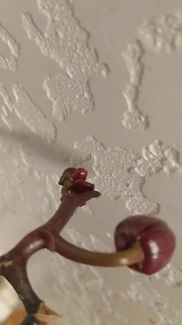 Домашняя Орхидея смотреть онлайн