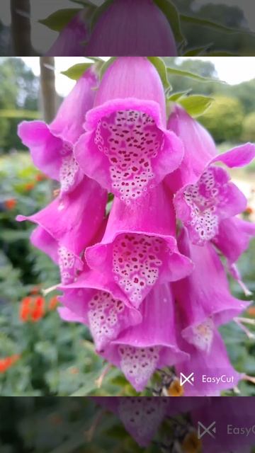 Наперстянка( наперсник), або дігіталіс. #easycut#українськ смотреть онлайн