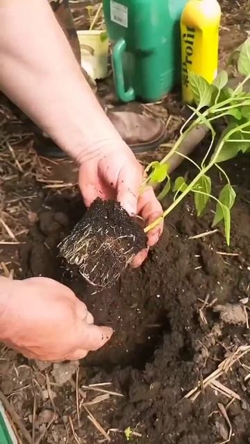 Урожай перца порадует, если знаете эти секреты! Как высаживать перцы смотреть онлайн