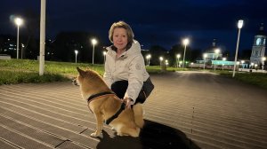 Три года жизни с сиба-ину.