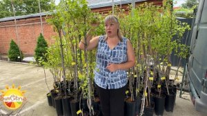 Фисташки. Как их выращивать? 🌿 Pistacia Vera 🌿