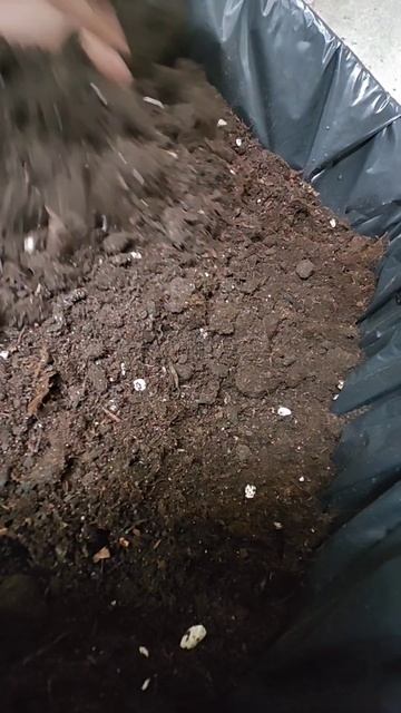 подготовка к переезду базилика #базиликдома#garden#зелен