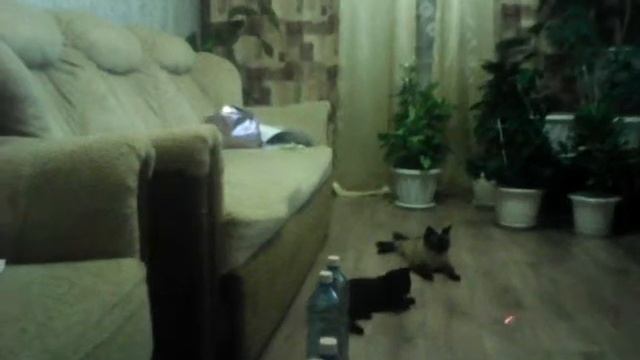Ася и Бети играют в лазерную указку , прикол в конце ;)!!!!! смотреть онлайн