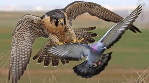 Сокол охотится на голубя