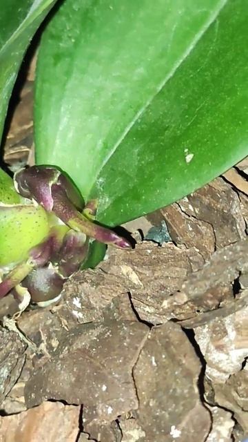 Парфюмерная фабрика Дасти Бель (Dusty Belle) с искривлённым смотреть онлайн