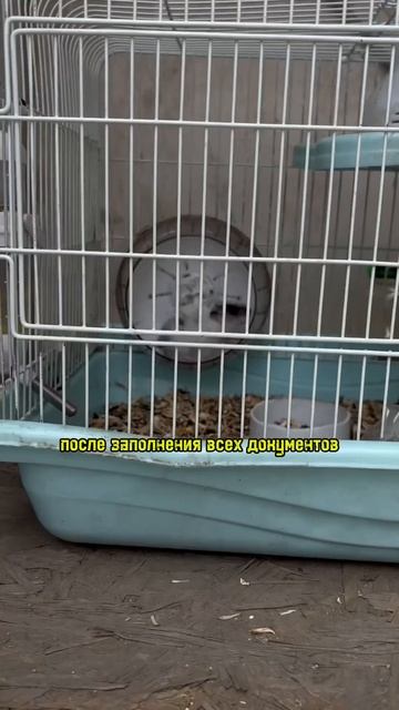 КАРТА VISA ДЛЯ РОССИЯН #влог #путешествие #путешествия #р смотреть онлайн