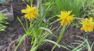 Многолетние цветы.Поднимаю грядку 11 мая 2025