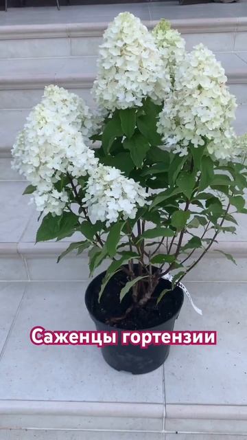 #hydrangea #hortensia #гортензія #garden #flower #paniculata #сад #гортензия#n смотреть онлайн