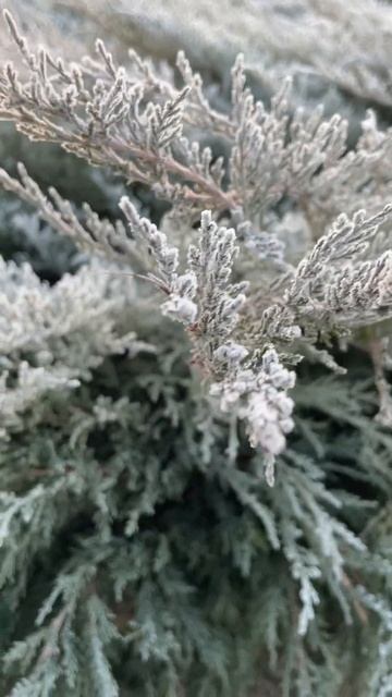 Розговоры на заднем плане 💣#зима #мороз #рекомендации смотреть онлайн