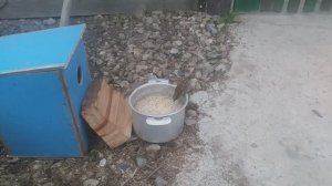 Скворец - перелетная птица подкормка