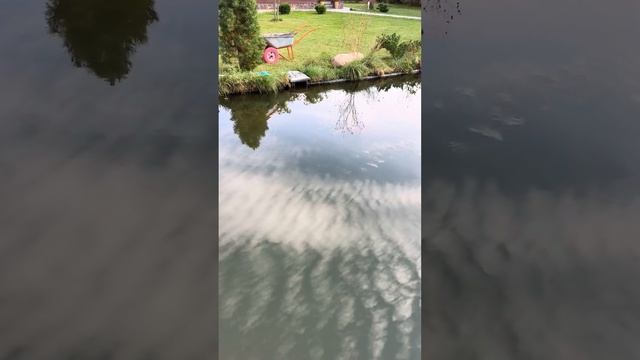 Болотный фильтр и биоплато, сравнение. Что лучше и как