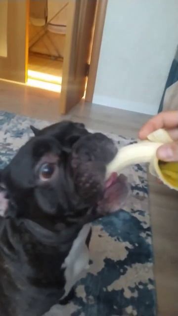 Баксик ест банан #frenchbulldog #dog #bulldog #французскийбульдог смотреть онлайн