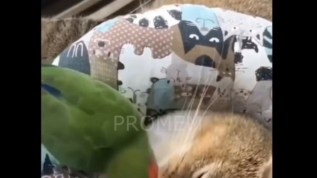 ПРИКОЛЫ С КОТАМИ | СМЕШНЫЕ КОТЫ | МЕМЫ | КОТЫ | ЮМОР смотреть онлайн