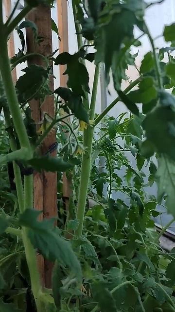 Заморозок -6 в ванной лёд, а что в теплице? смотреть онлайн