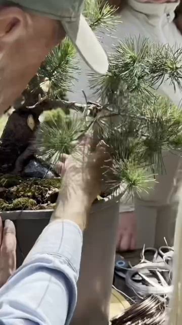 Формирование бонсай из сосны мелкоцветковой. Часть 1 смотреть онлайн