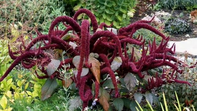 Амарант (лат. Amaranthus) — золотое зерно Бога смотреть онлайн