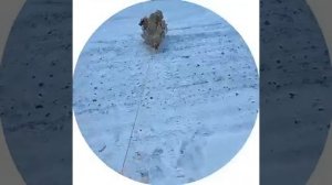 Пацаны, вышли с Барсиком на прогулочку #misterbiznes #meme #мис?