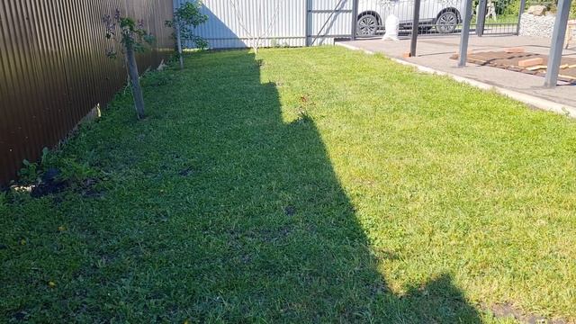 Часть 2. Клевер поверх травы, спустя год. Какой сорт луч смотреть онлайн