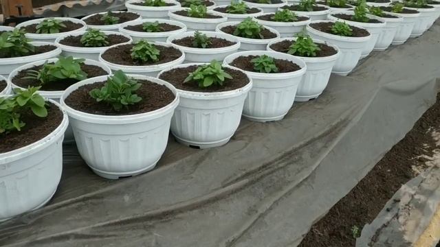 АМПЕЛЬНАЯ ПЕТУНИЯ ВАС ПОРАДУЕТ,ЕСЛИ ВЫ ПРАВИЛЬНО СДЕЛ смотреть онлайн