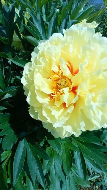 Супер пион Бартзелла. ЦВЕТЫ ГИГАНТЫ смотреть онлайн