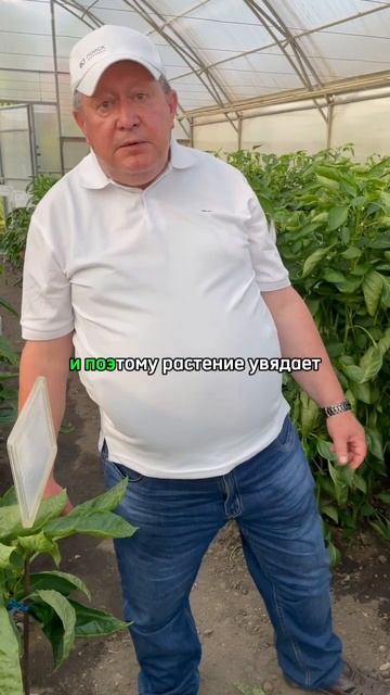 Как бороться с увяданием сладкого перца в открытом гр?