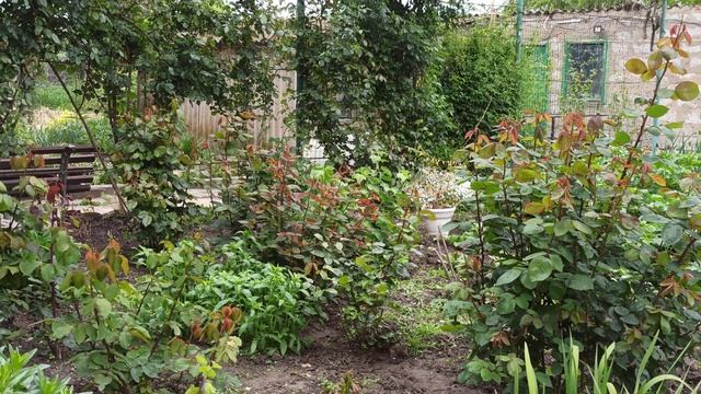 Розы все на бутонах! Ждём цветение. смотреть онлайн