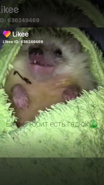 Панда любит есть бамбук смотреть онлайн