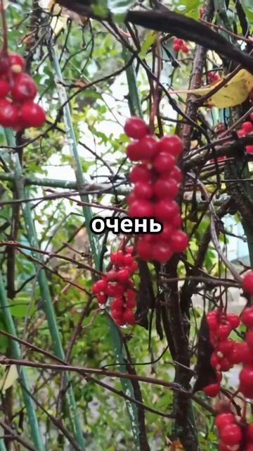 Китайский лимонник #shorts #здоровье смотреть онлайн