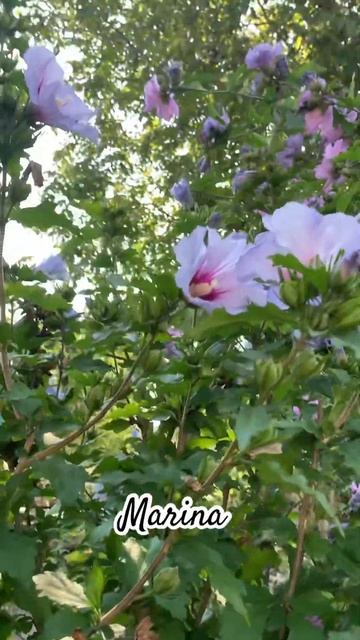 Гібіскус сортовий деревовидний #Marina 🌺 смотреть онлайн