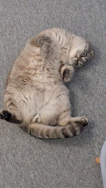 И ЗАПОМНИТЕ ДЕВОЧКИ... #позитив #цитаты #днепр ##обзор #н? смотреть онлайн