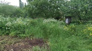 Косим высокую траву мотоблоком !