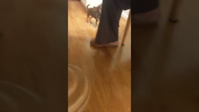 Прикольная собака смотреть онлайн