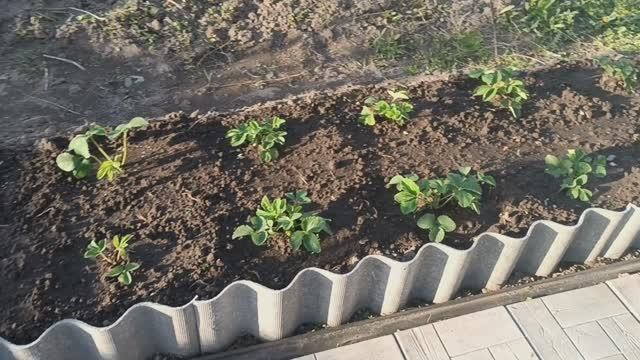 КЛУБНИКА - ПЕРЕСАДКА, ОБРАБОТКА, ПОДКОРМКА