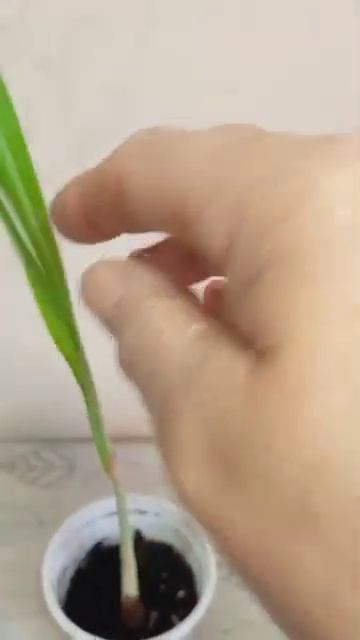 лемонграсс #цветы смотреть онлайн