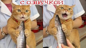 Приколы с Котами Кошками #2😈Смешные видео с озвучкой😈СМЕШНОЕ ВИДЕО😈Наши любимые смешные животные!