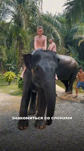 🐘Где на Пхукете искупаться со слонами? смотреть онлайн