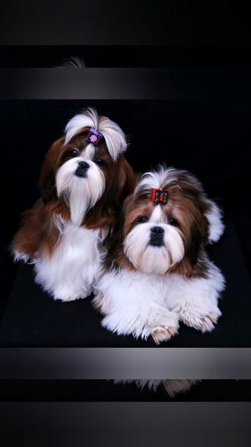 Шит-цу такие милые смотреть онлайн